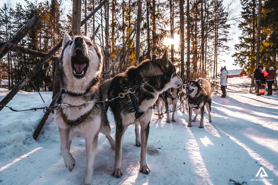 Husky dog barks