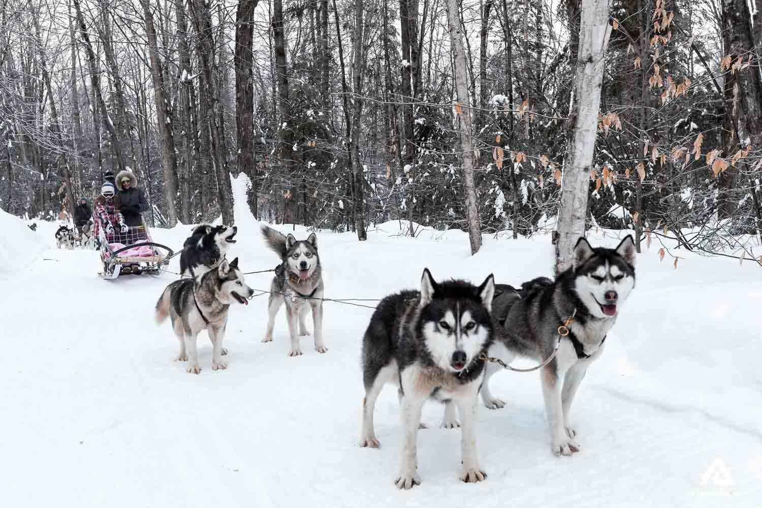 Experience Dogsledding & Ice Fishing In Montreal