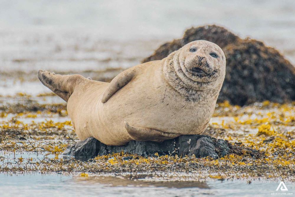A cute seal posing for photo