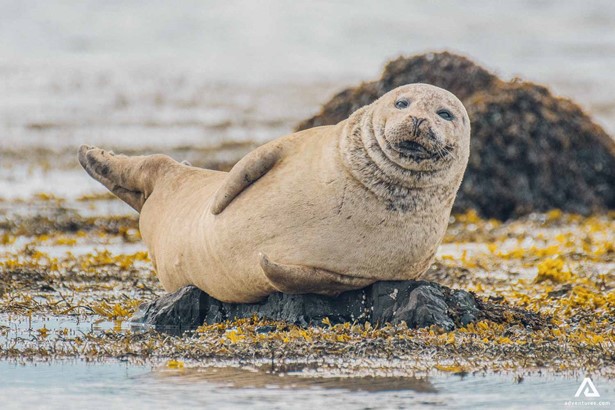 A cute seal 
