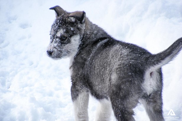 Snowy siberian husky dog