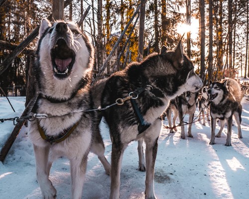 Dog-sledding tour in the Laurentians north of Montreal