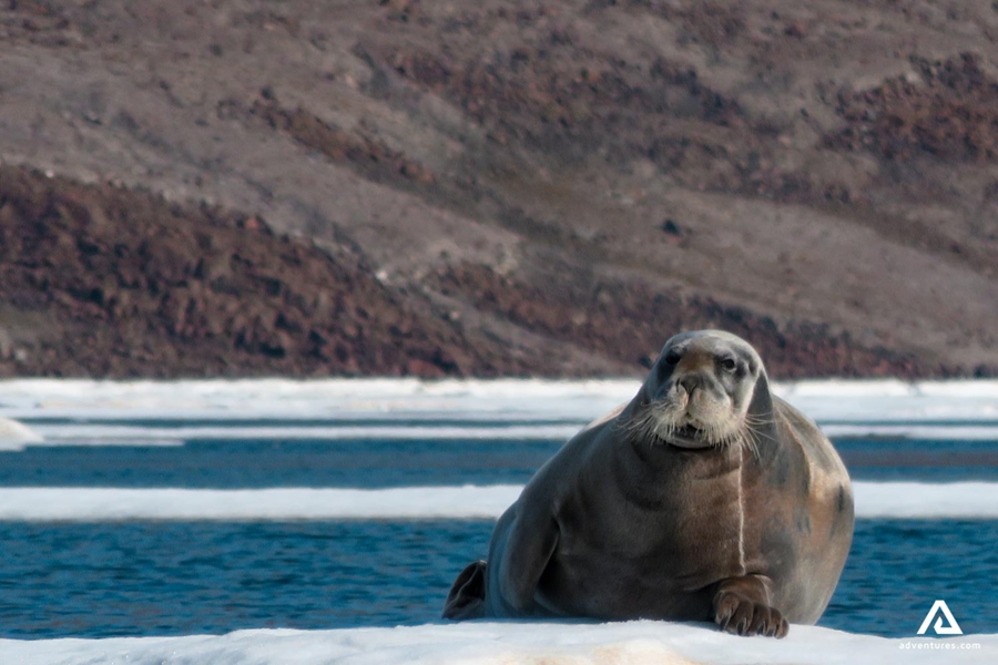 Sea lion posing at the Alexandra Fjord
