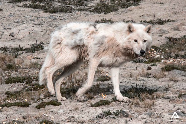 White Wolf on Ellesmere Island