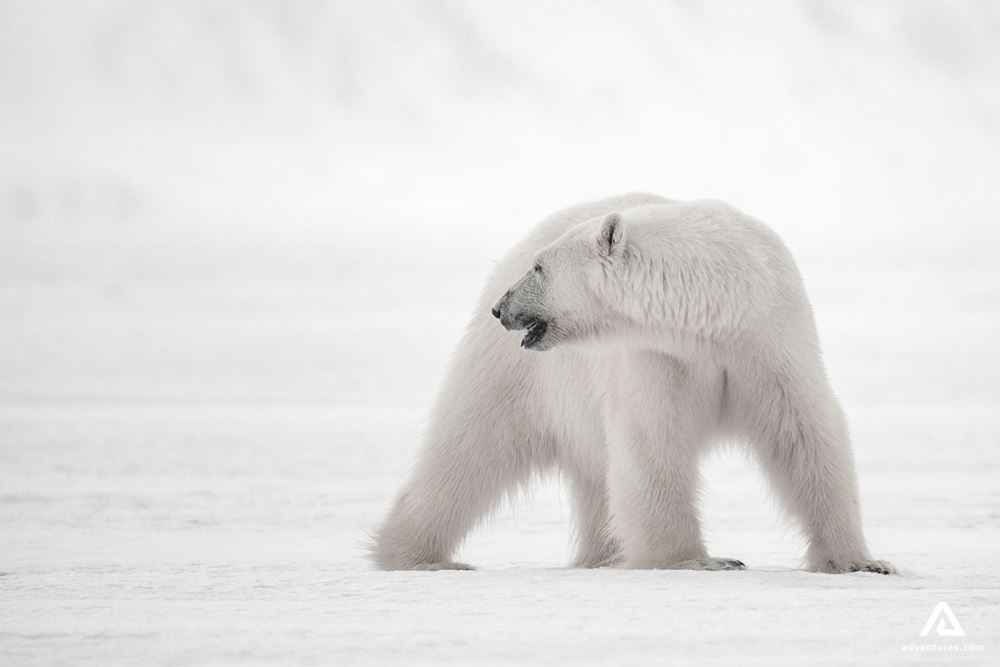 Watching polar bears wildlife