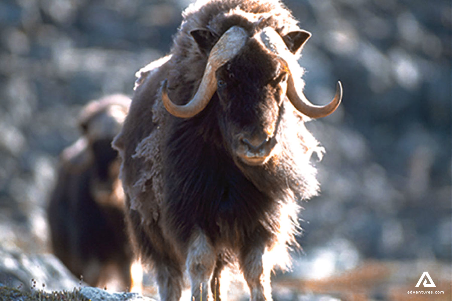Musk Ox 