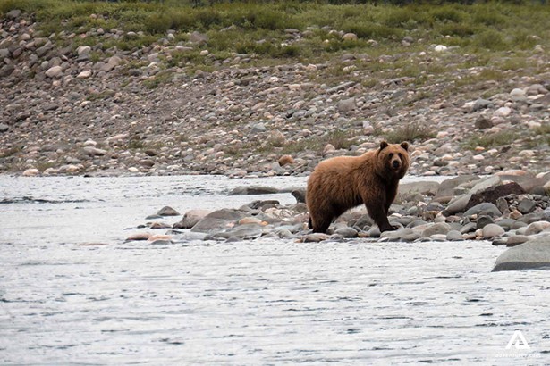Brown Bear on the River Shore