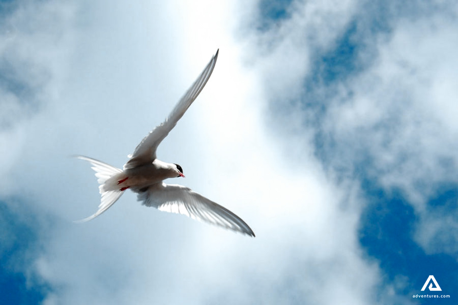 Bird flying in the sky