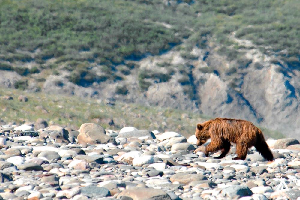 Bear on the Rocks