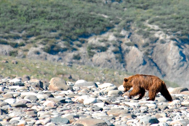 Brown Bear on the Rocks