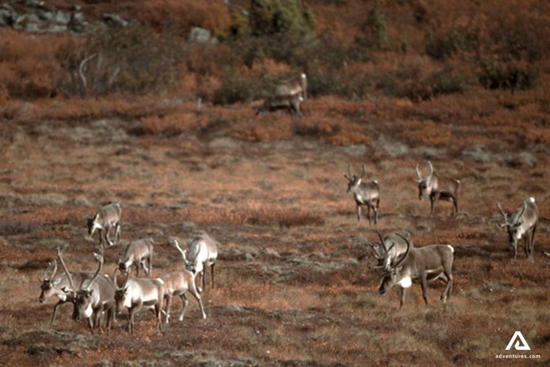 herd of caribou roaming in nunavut
