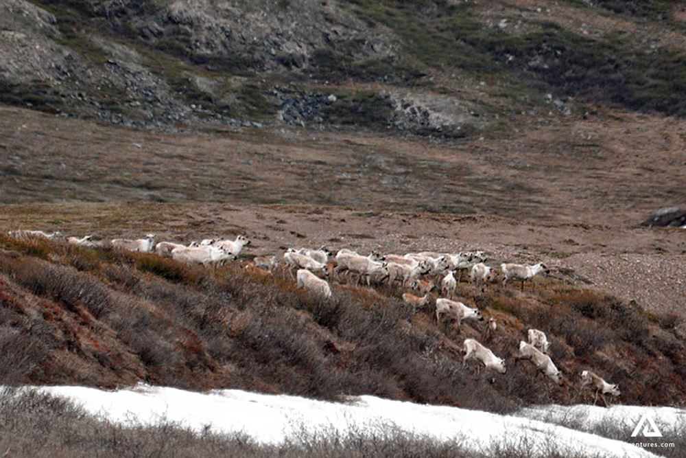 herd of caribou roaming in a field