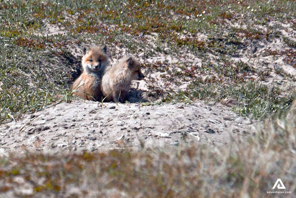 arctic foxes in nunavut