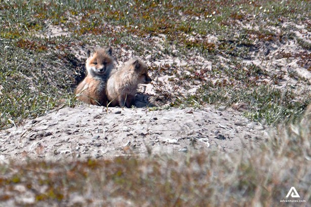 small arctic foxes in nunavut canada