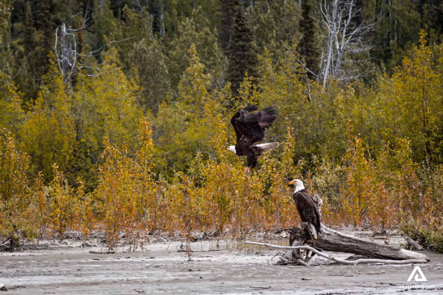 large bald eagles in canada