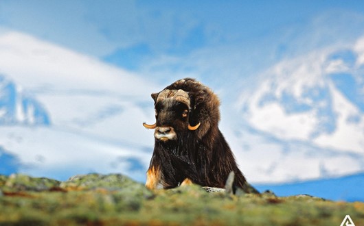 9 Arctic Animals You Can See in the North