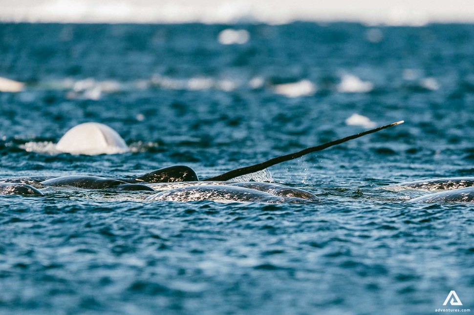 Narwhal In Canada