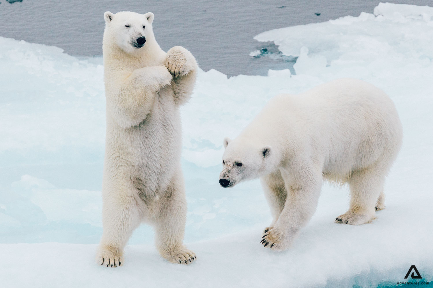 9 Arctic Animals You Can See in the North 