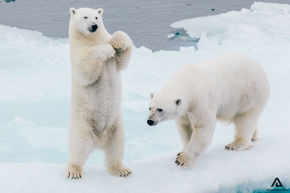 9 Arctic Animals You Can See in the North | Adventures.com