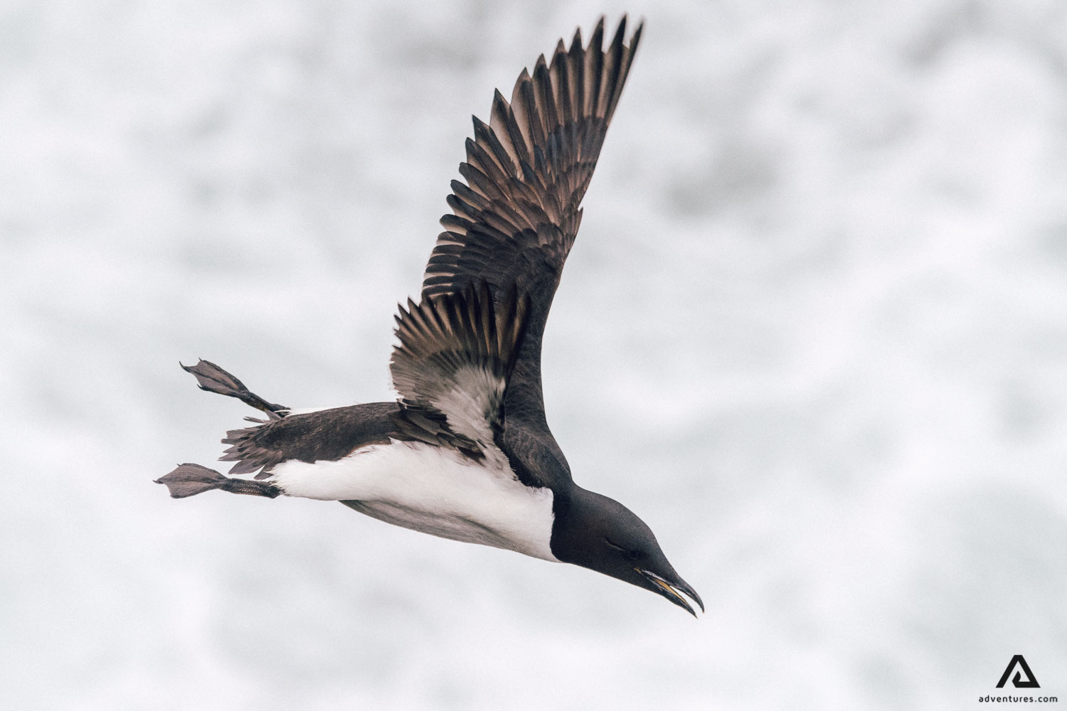 Thick Billed Murre