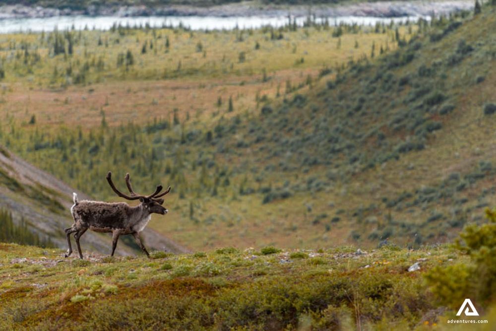 caribou roaming in a field