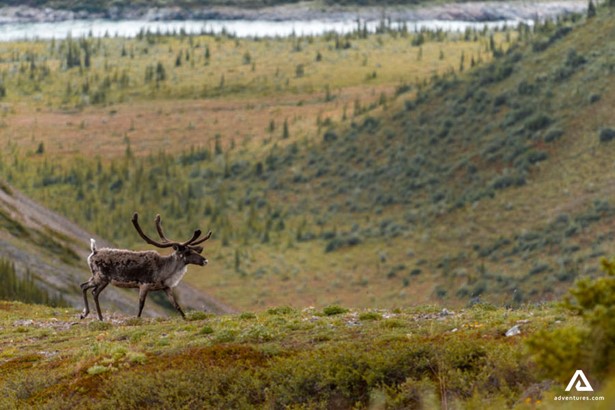 caribou roaming in a field in canada at summer