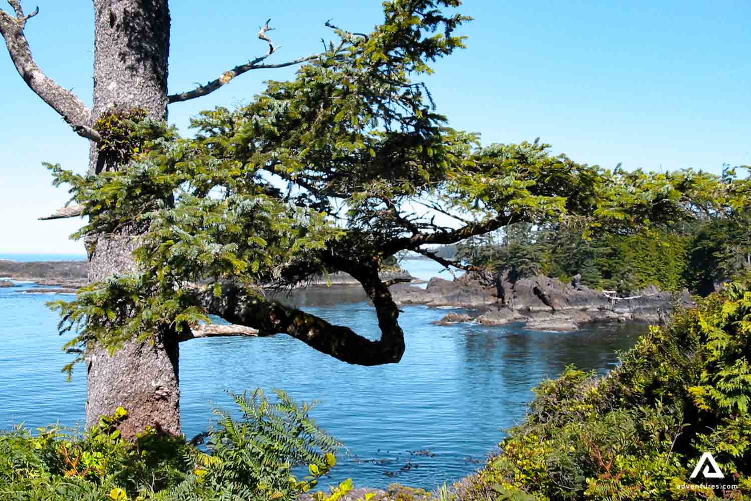 tree and lake view at summer