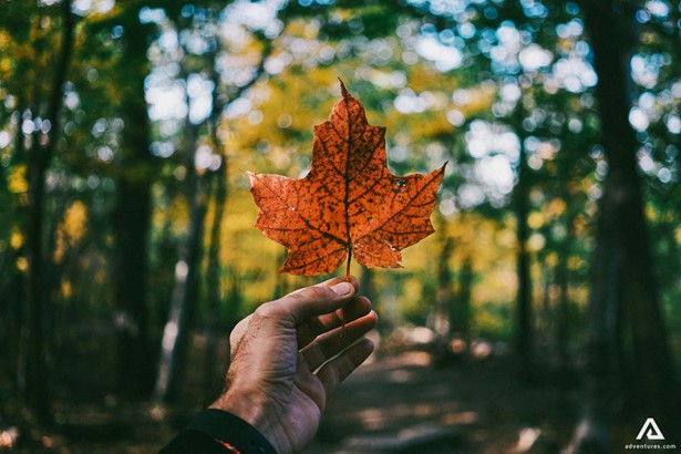 holding a tree leaf in autumn in canada