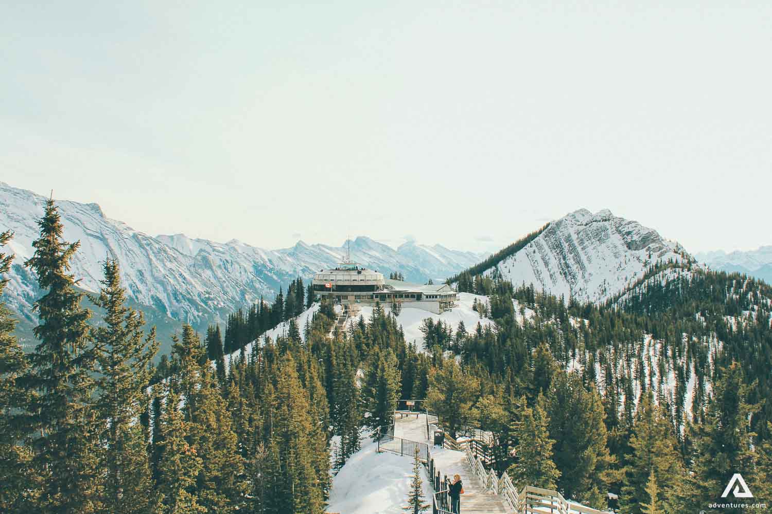 view of canadian trees in a forest