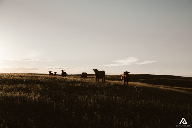 herd of cows roaming in a field at sunset