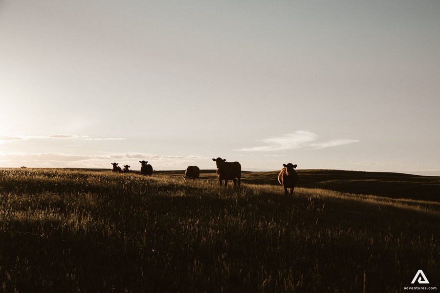 herd of cows roaming in a field 