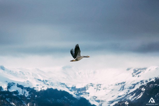 flying goose near a mountain range in canada
