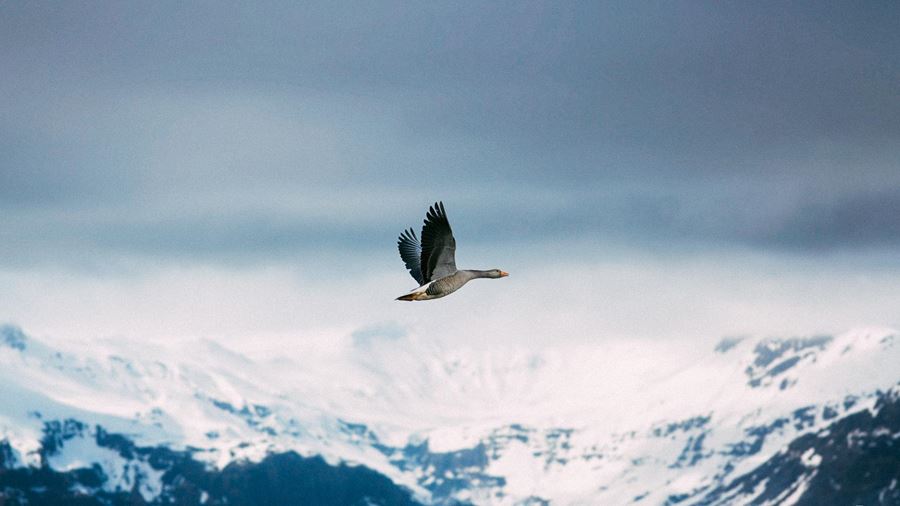 flying goose near a mountain range