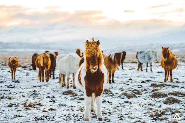 herd of icelandic horses at winter