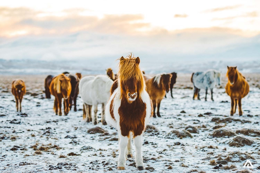 herd of icelandic horses