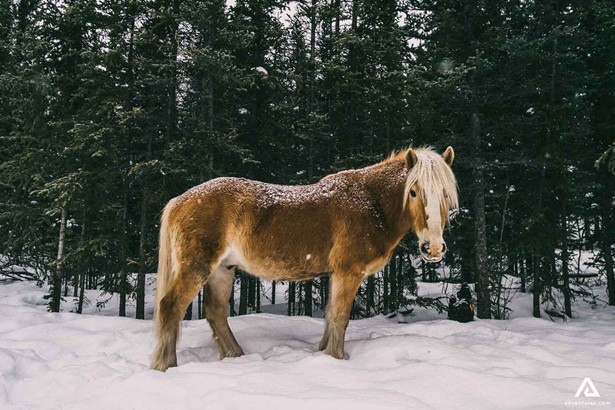 horse in the woods at winter