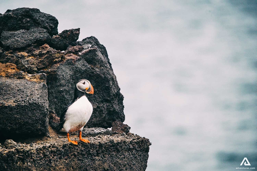 puffin on a mountain cliff