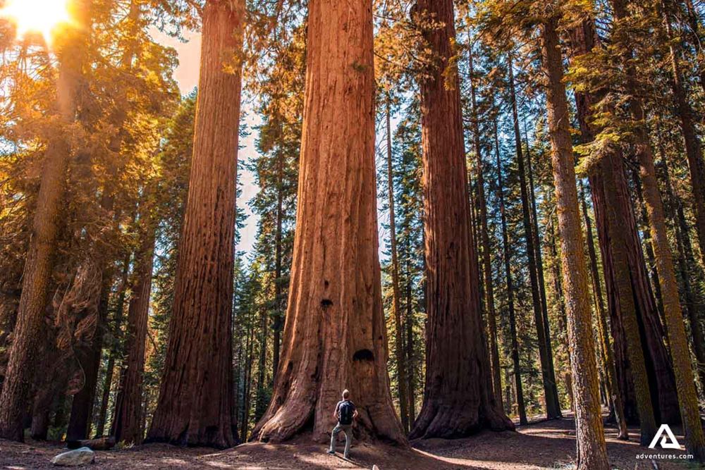 man near huge redwood trees