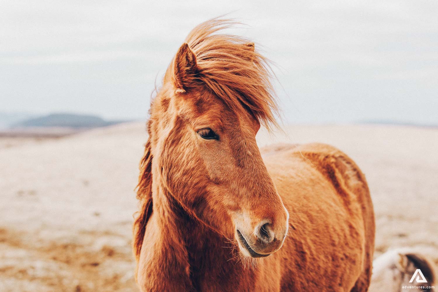 Brown Horse In Iceland