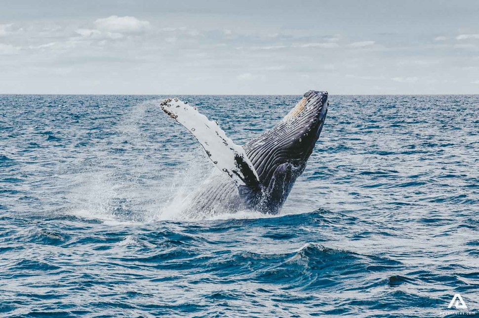 Whale Arctic Animal