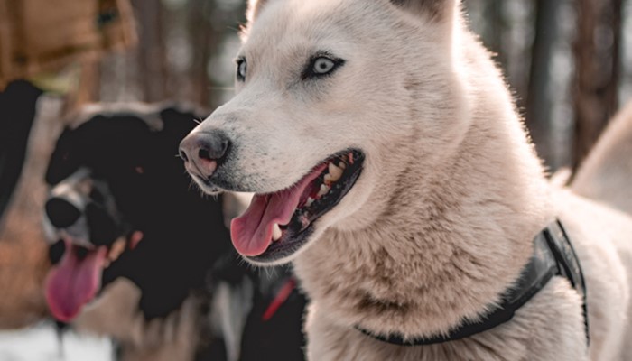 Dog-Assisted Hiking Tours in the Yukon