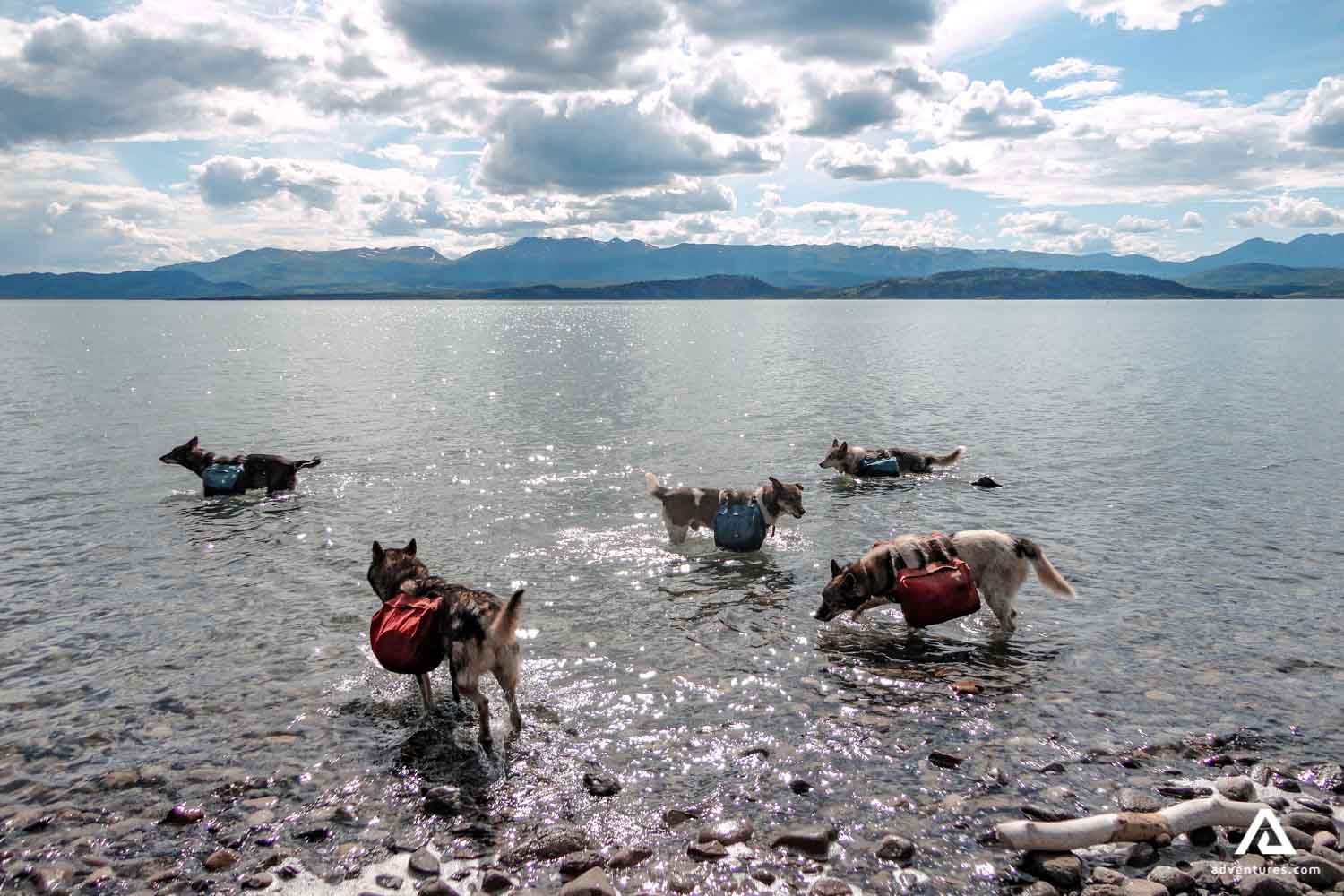 group of dogs in a lake at summer in canada