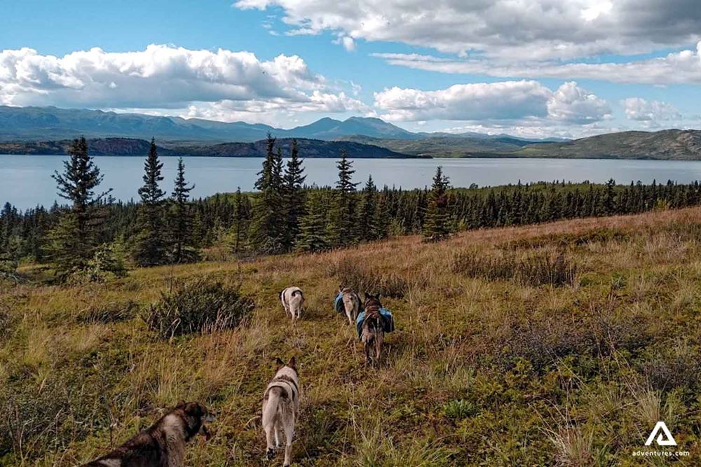 hiking with dogs in canada