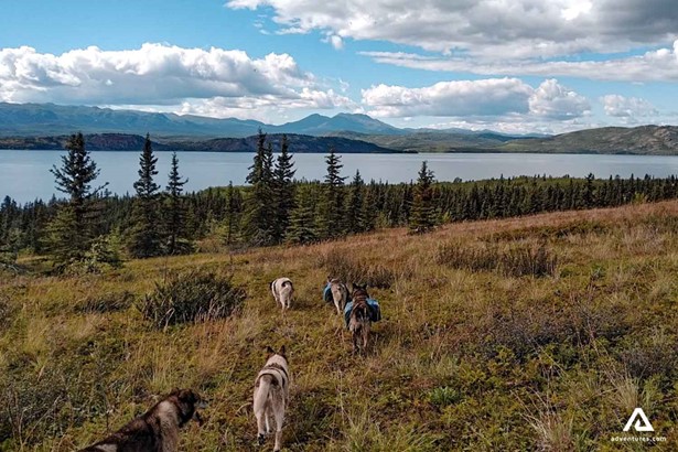 hiking with dogs in canada at summer