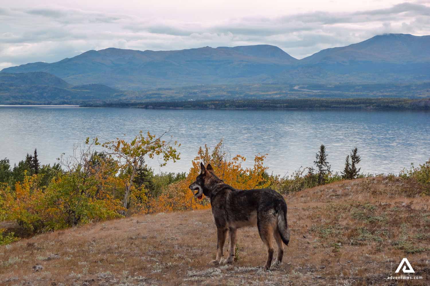 husky dog in the mountains near a lake
