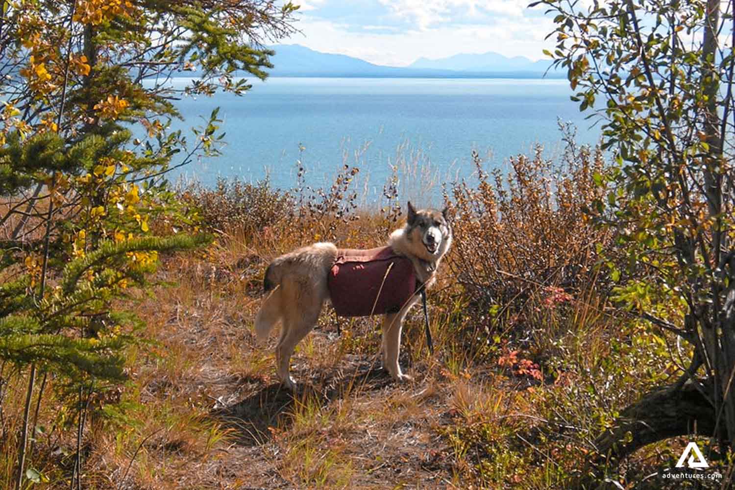 excited husky dog near a lake in canada at summer