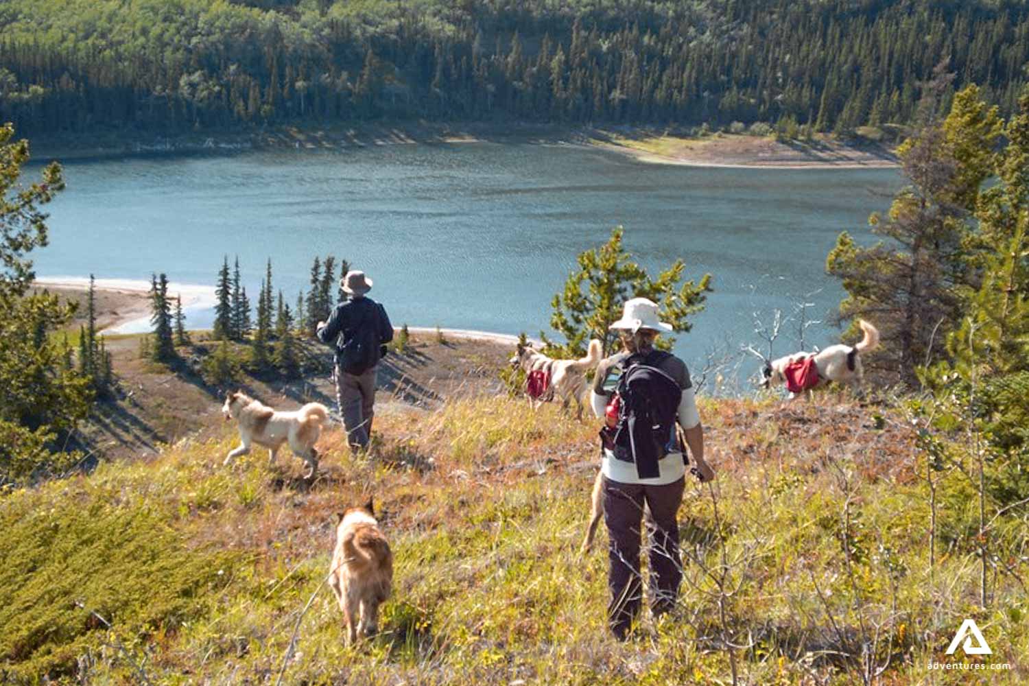 hiking with dogs near a lake in canada at summer