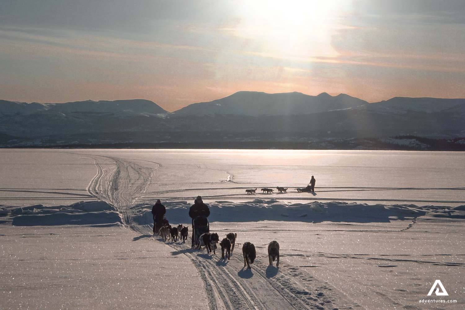 dog sledding in yukon at sunset in winter