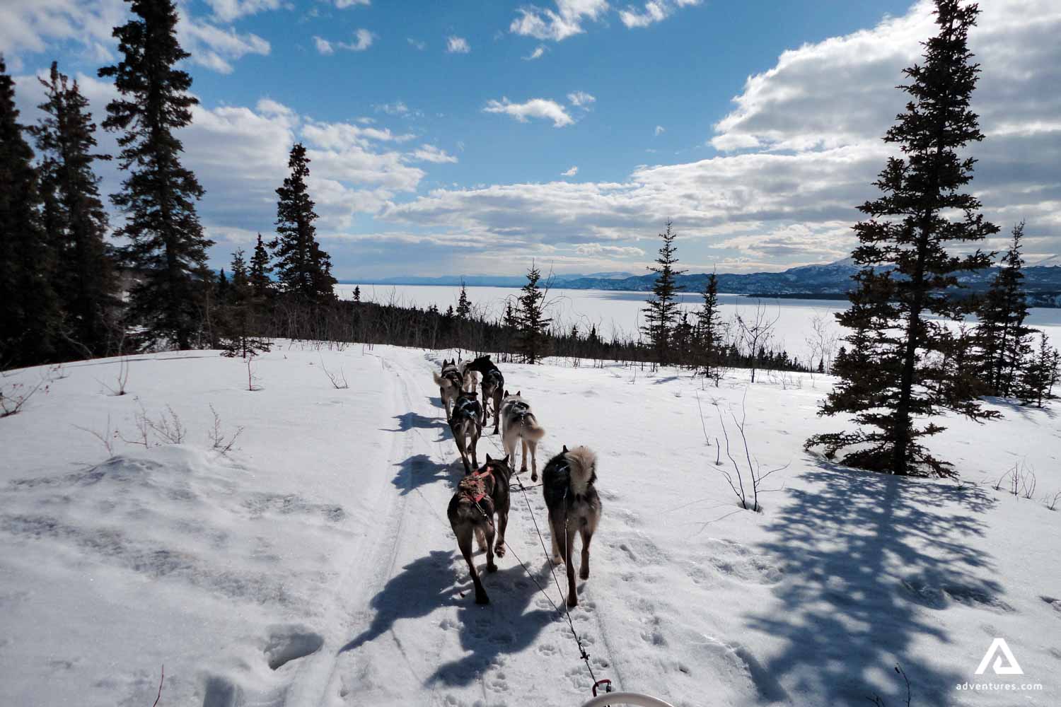 sunny day dog sledding with snow dogs