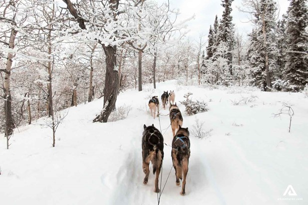 pov dog sledding in winter in yukon